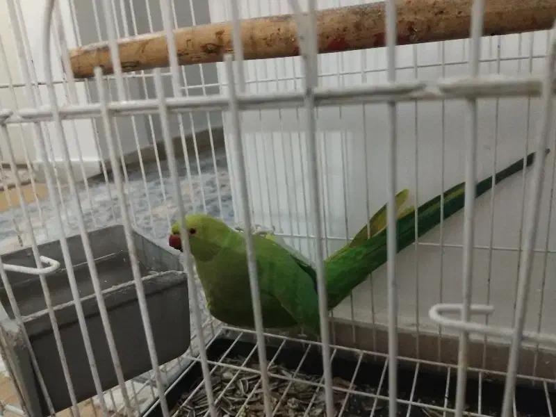 طوطی ملنگو ماده کاملا سالم مناسب برای جفت گیری|پرنده|اسلامشهر, شهرک قائمیه|دیوار