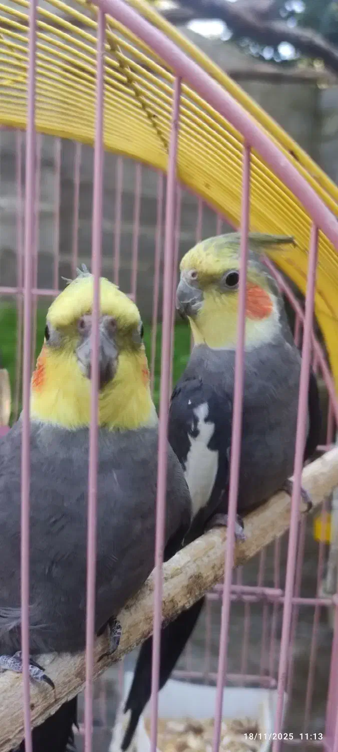 سه عدد عروس هلندی سالم|پرنده|واجارگاه, |دیوار