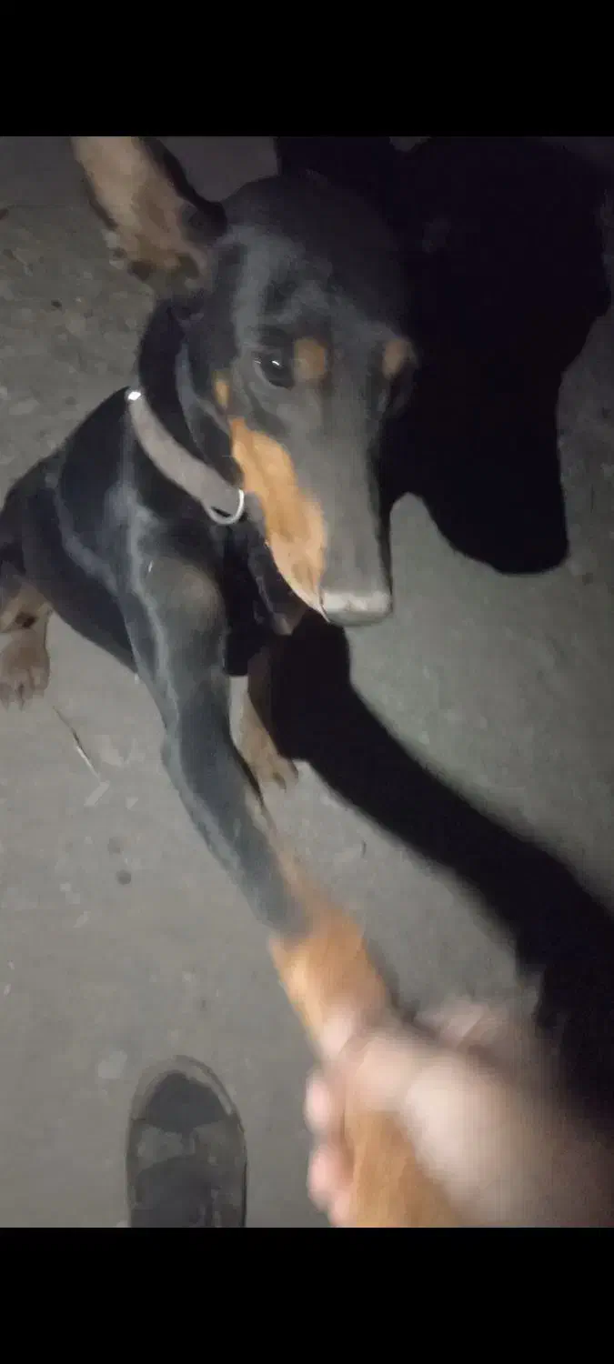 سگ دوبرمن ماده .گوش سیخ.|سگ|مشهد, كنويست|دیوار