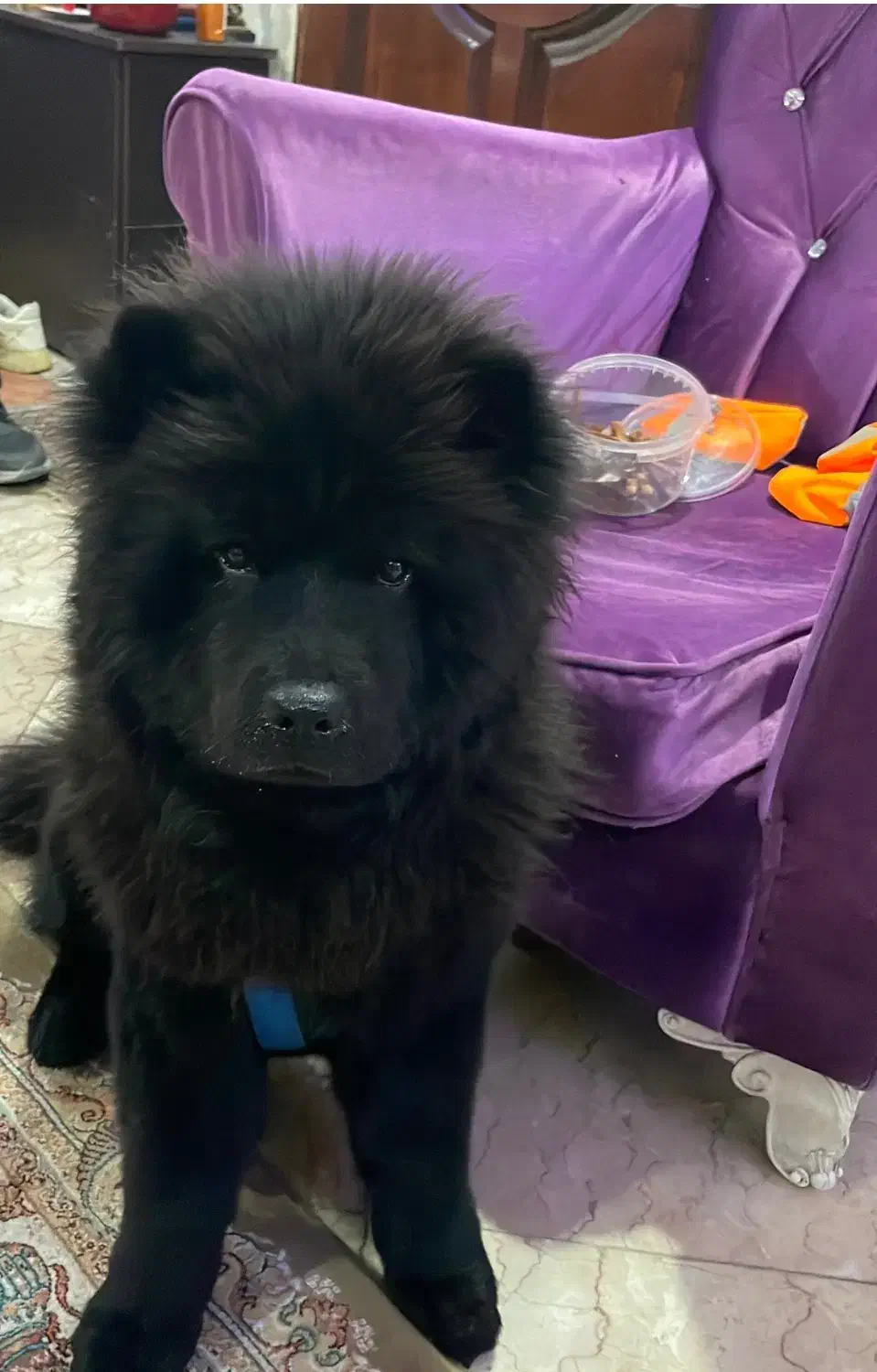 گمشده|حیوانات|تهران, گلستان (شهرک راه آهن)|دیوار