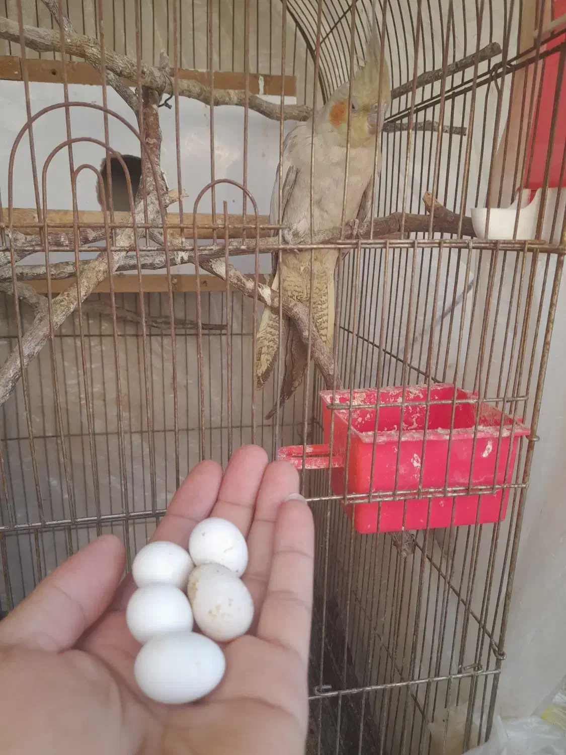 عروس هلندی ماده روی ۵ تخم|پرنده|یاسوج, |دیوار