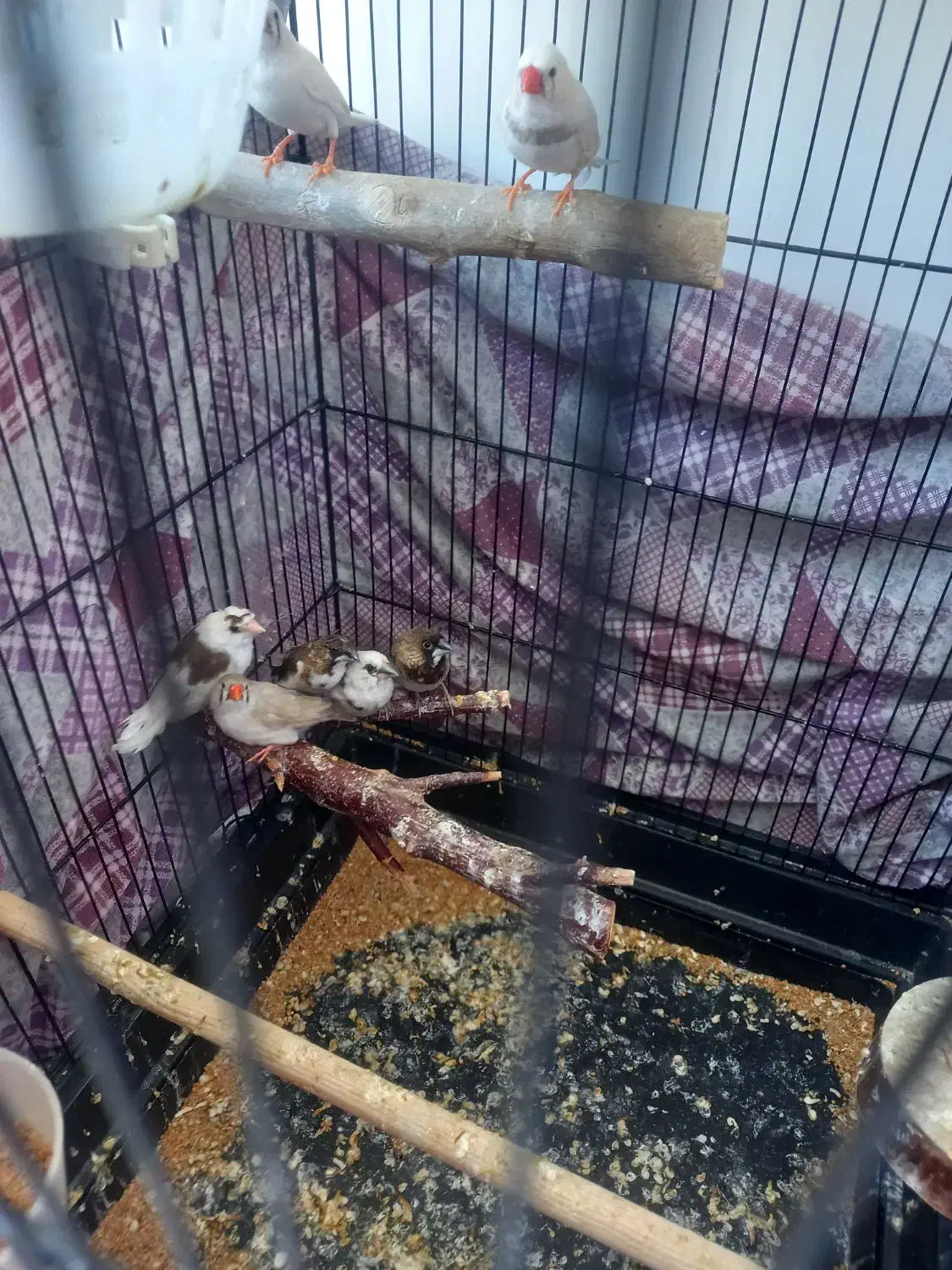 فنچ نروماده کینگ زبرا وبنگالی|پرنده|ری, سیزده آبان|دیوار