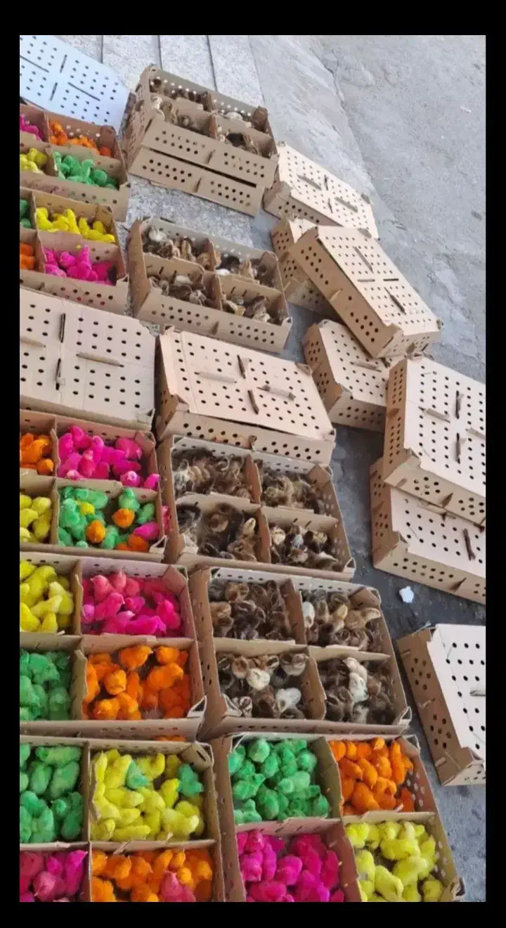 جوجه رنگی گلپایگان بوقلمون اوردک|حیوانات مزرعه|چابهار, |دیوار