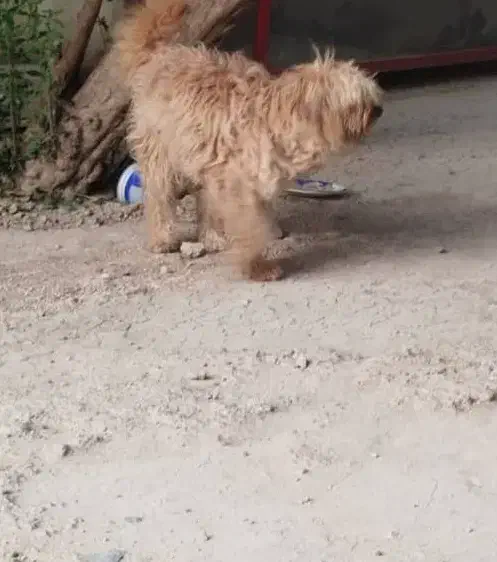 سگ شیتزو|سگ|مرودشت, استادیوم|دیوار