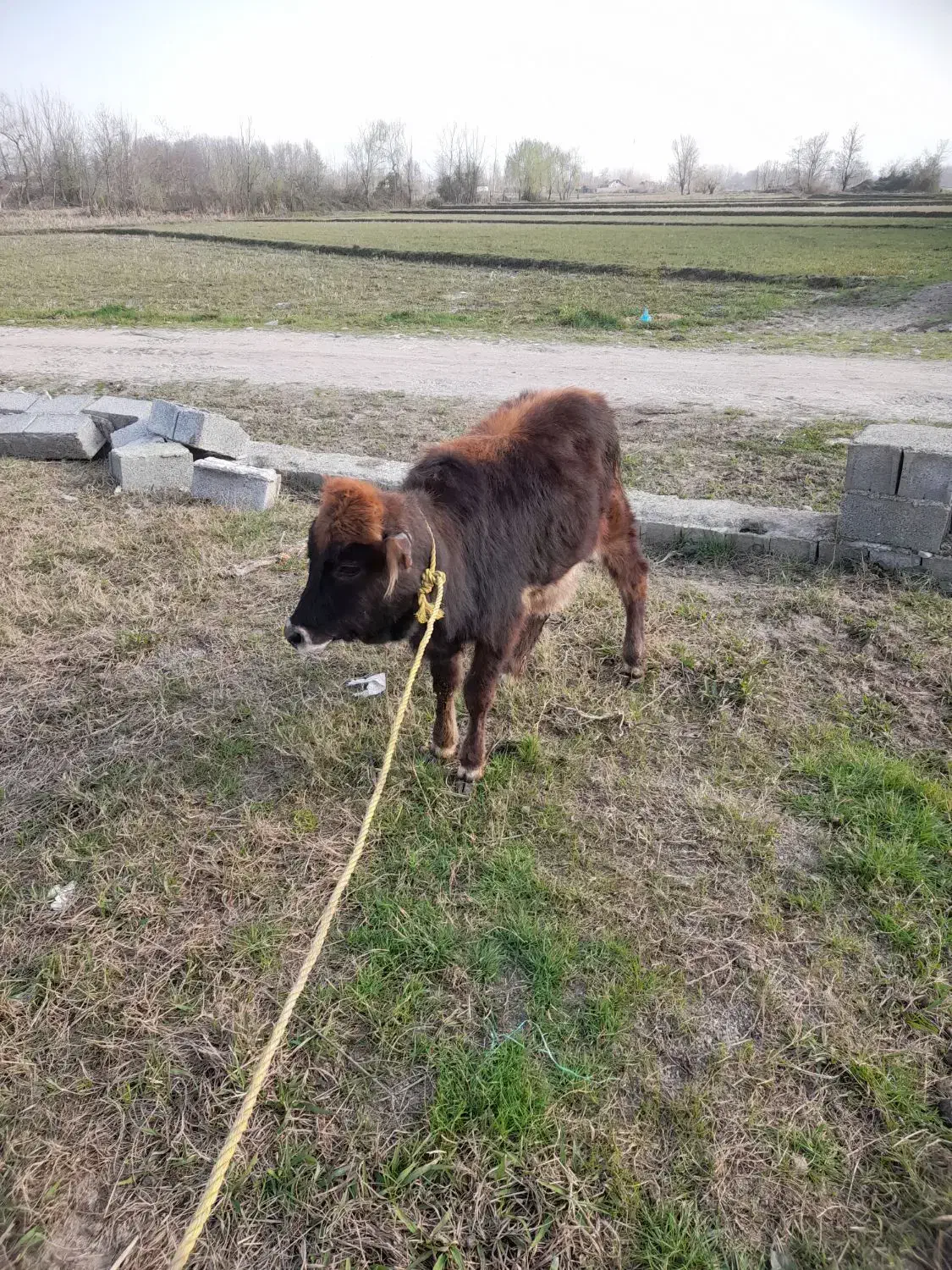 گاو لیشه|حیوانات مزرعه|رشت, منظریه|دیوار