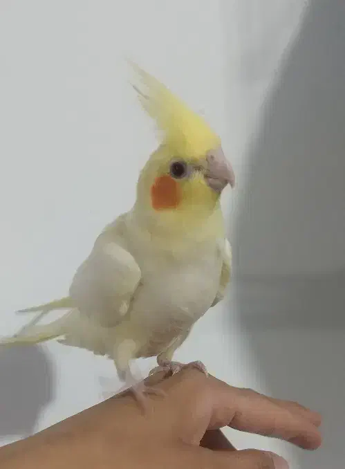 پرنده|پرنده|تفت, |دیوار