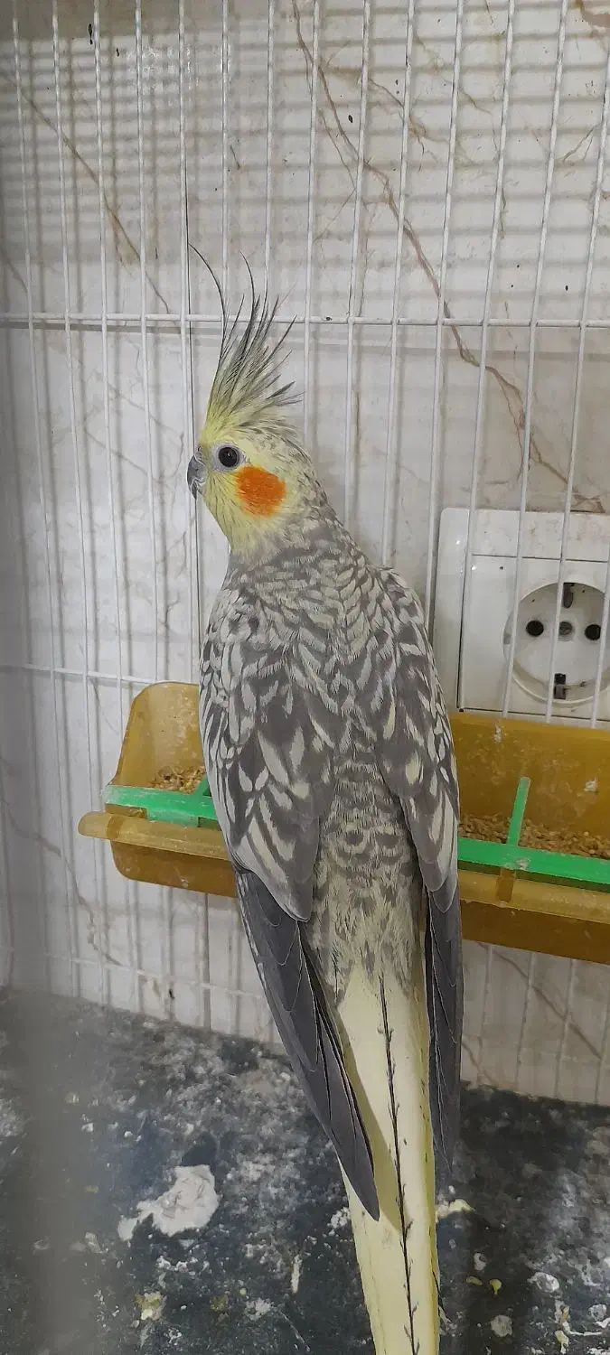 عروس دستی|پرنده|گلبهار, شهر جدید گلبهار|دیوار