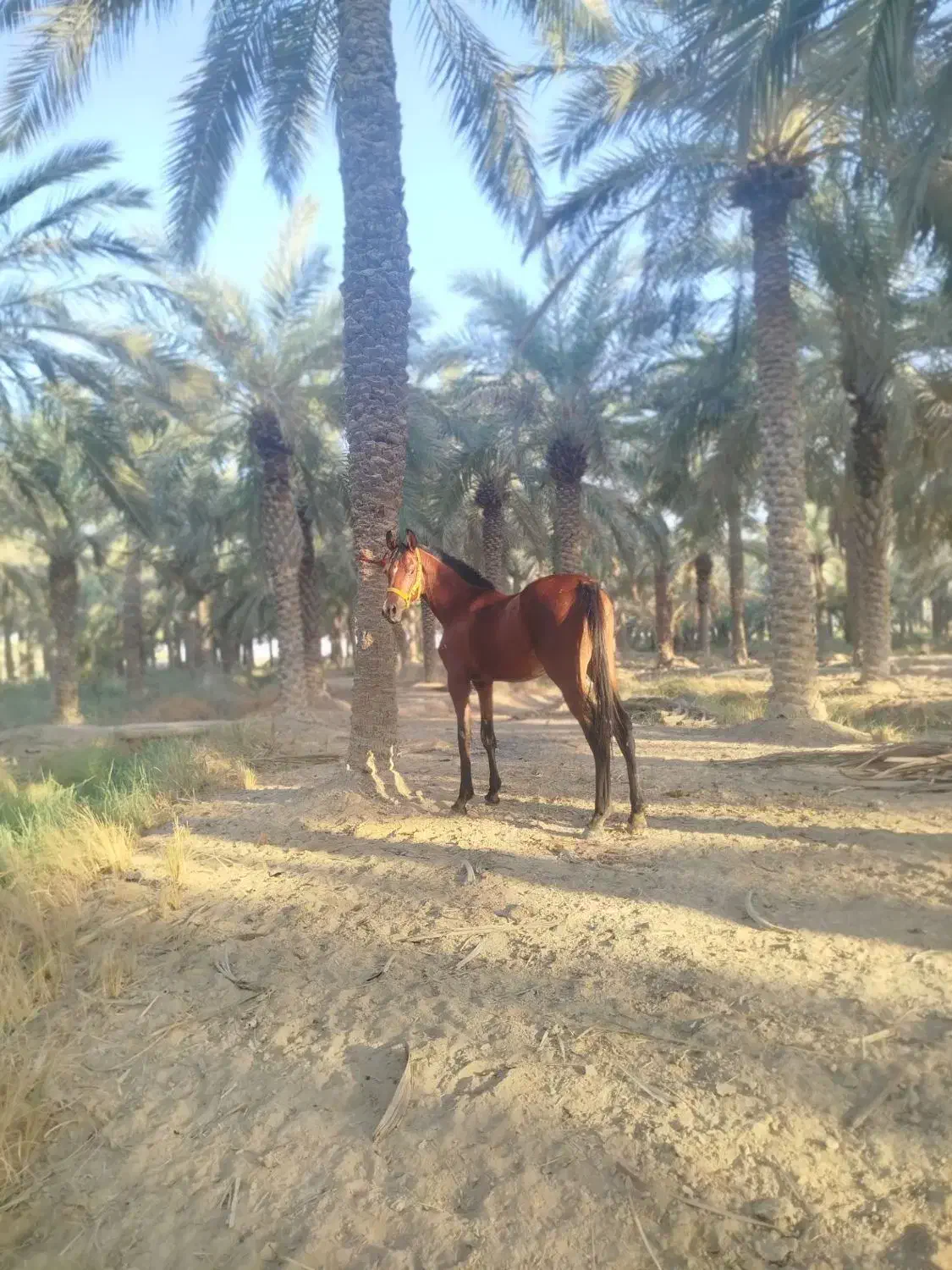 نریان دوسر زیبای|اسب و تجهیزات اسب‌سواری|شادگان, |دیوار