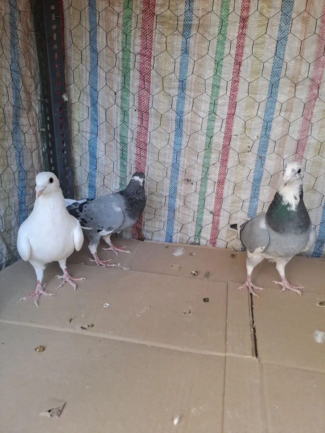 کبوترجوان|پرنده|محمدیه-قزوین, |دیوار