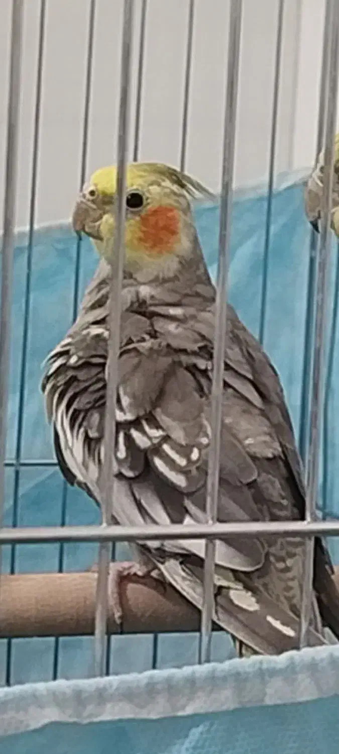 تخم گذار و|پرنده|یزد, |دیوار