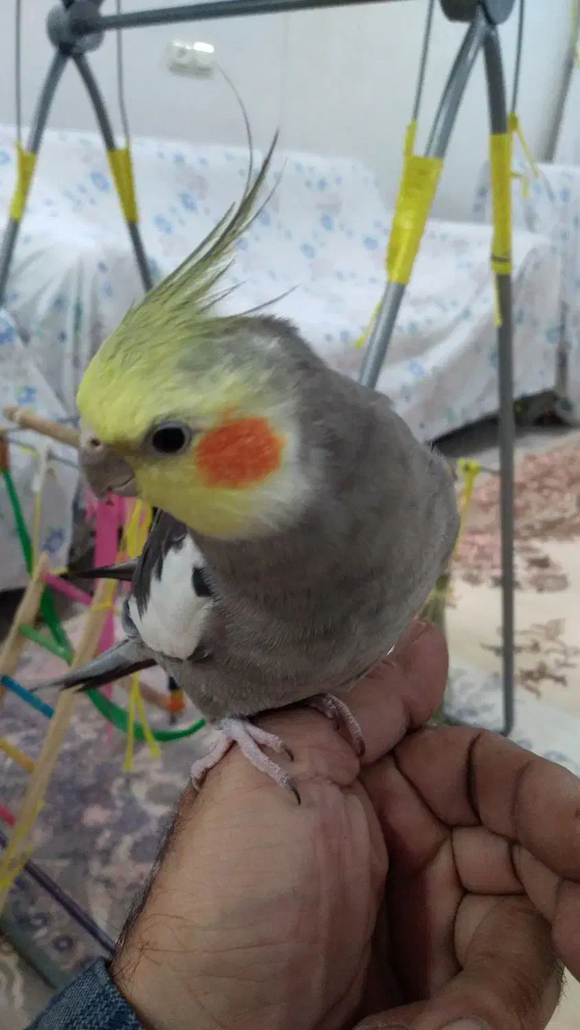 عروس هلندی گمشده|حیوانات|بندر ماهشهر, |دیوار