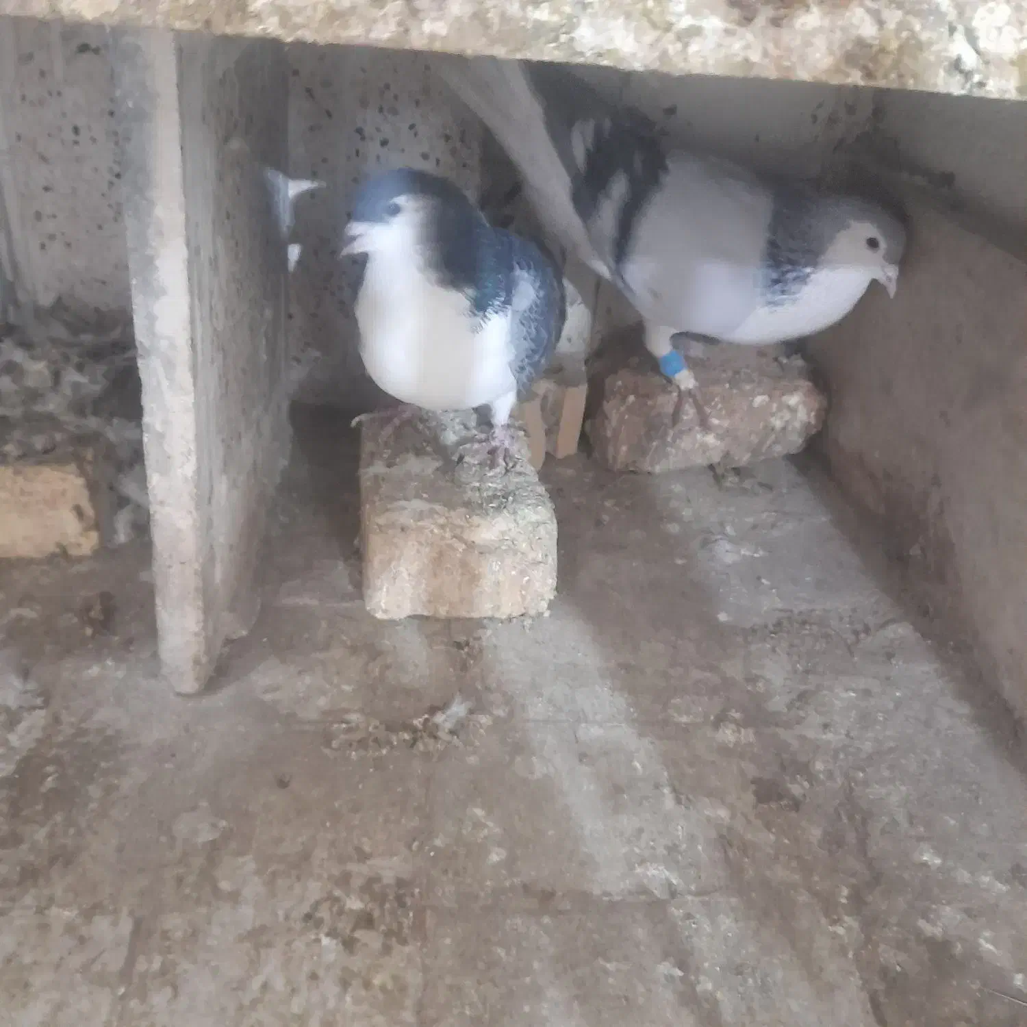 کفترجفتگاه|پرنده|مشهد, آبکوه|دیوار