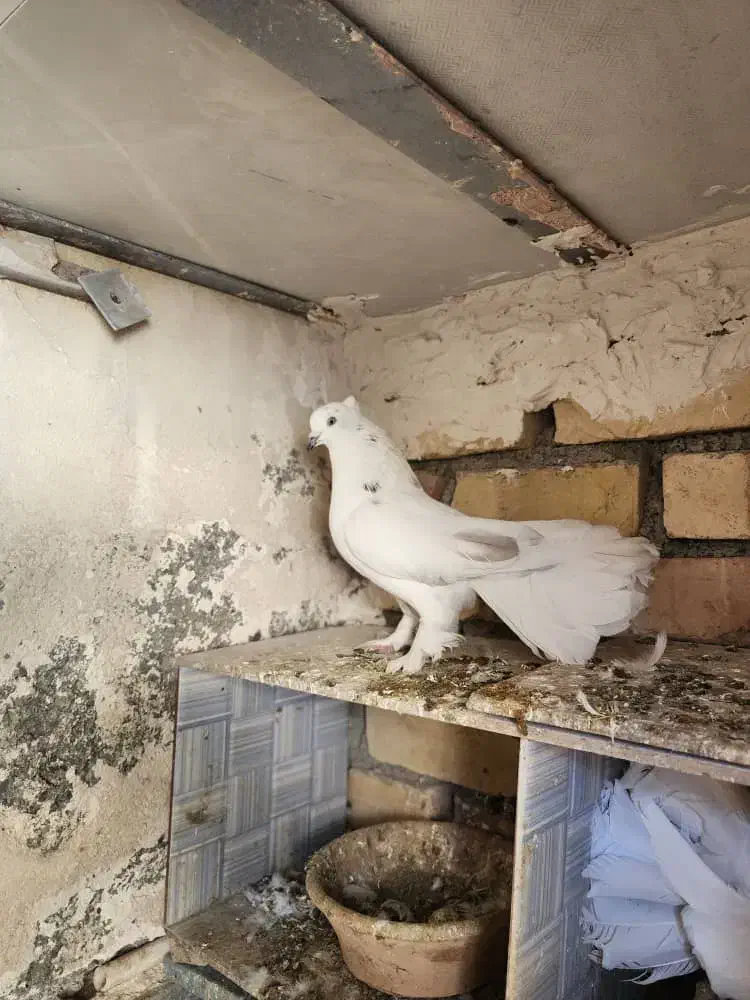 کفتر دم چتری،پاپر، کاکلی|پرنده|تهران, منیریه|دیوار