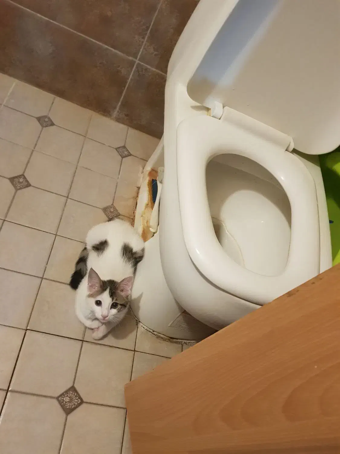 کاردر منزل با ۳ وعده غذا و جای خواب امن|استخدام سرایداری و نظافت|شیراز, وصال|دیوار