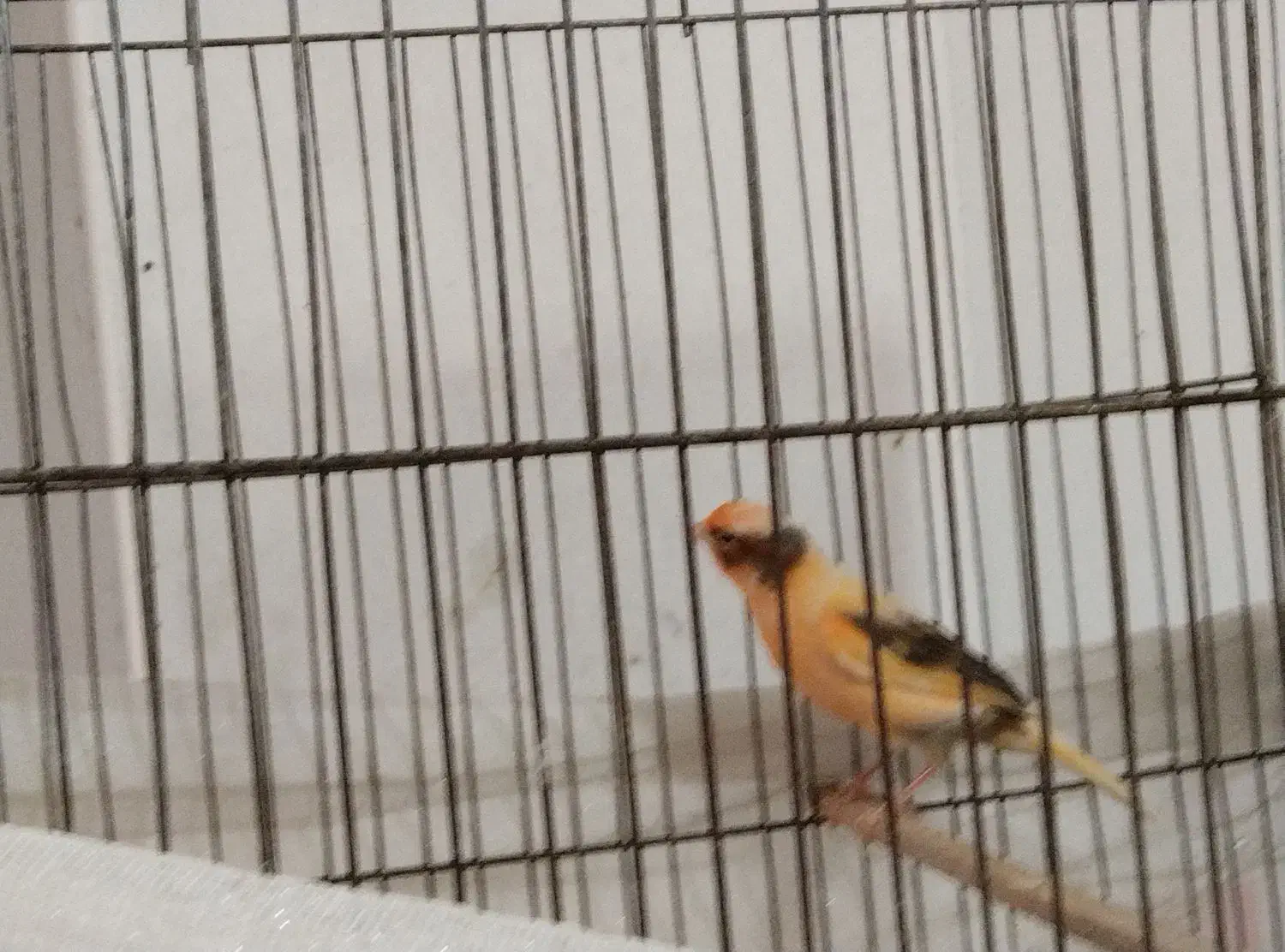 خط موبایل|پرنده|تهران, گرگان|دیوار