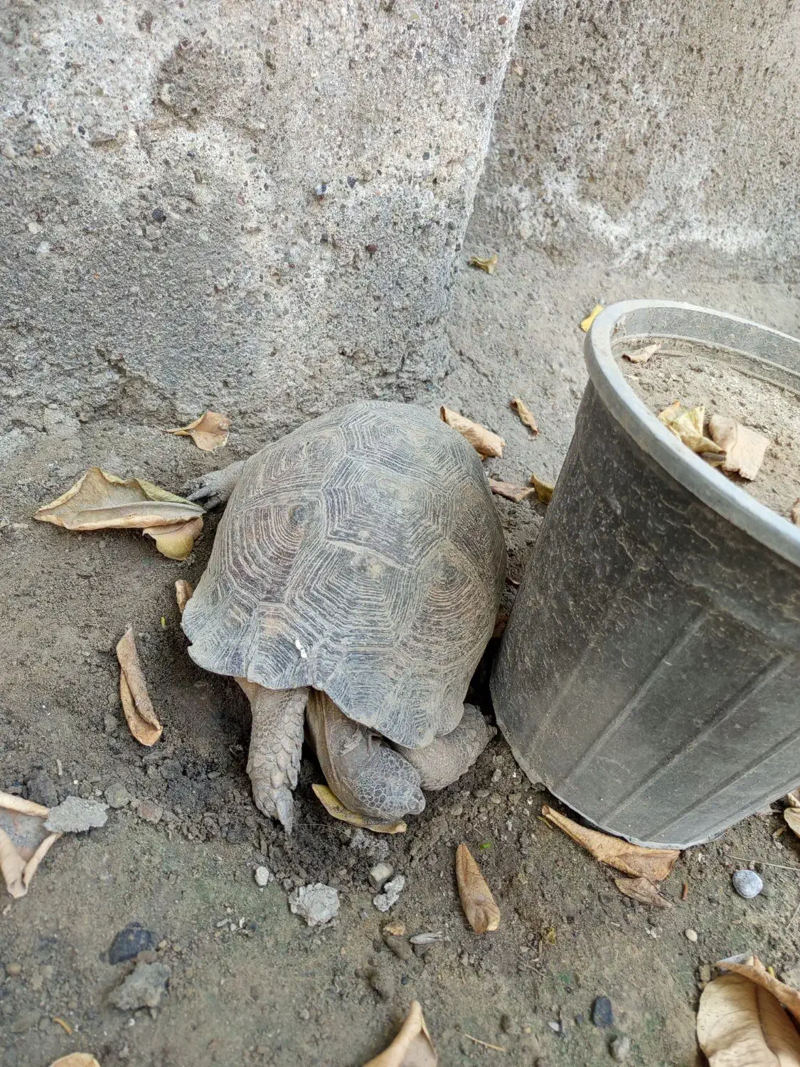 لاک|خزنده|میناب, |دیوار