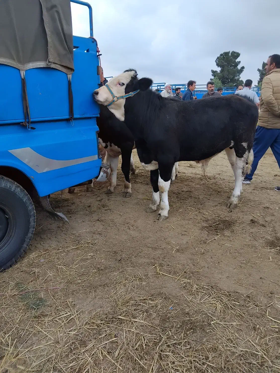فروش گوساله سیمینتال|حیوانات مزرعه|کرج, اسدآباد|دیوار