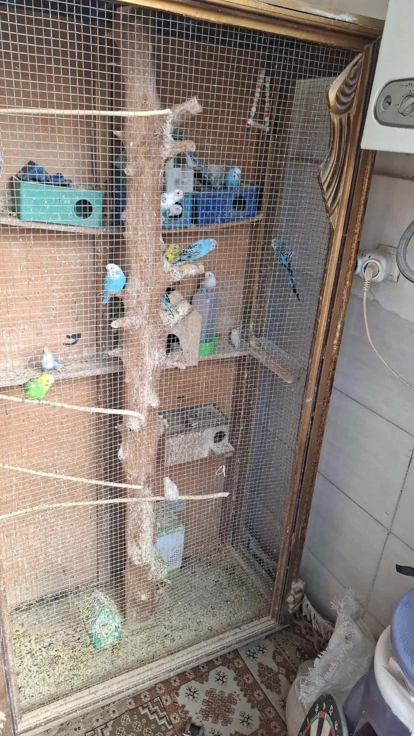 مرغ عشق با قفس|پرنده|فردیس, شهرک ارم|دیوار