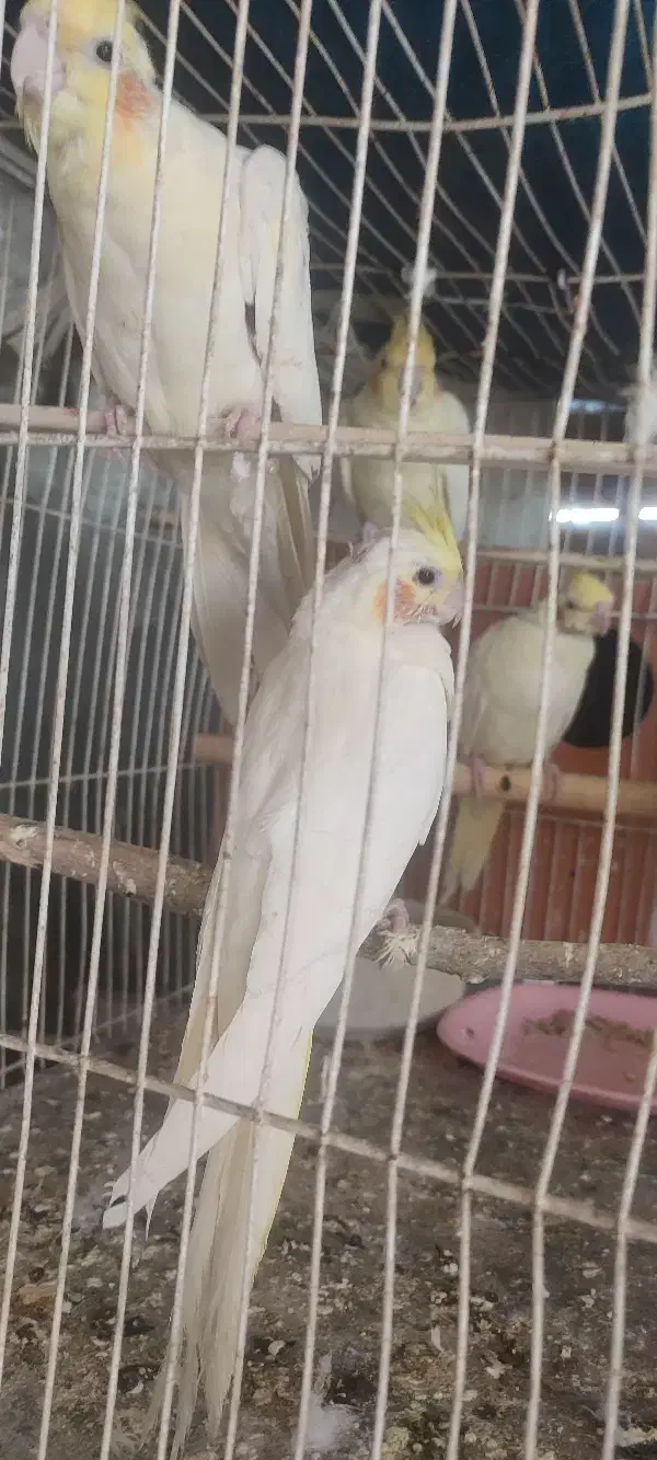 عروس هلندی|پرنده|زاهدان, |دیوار