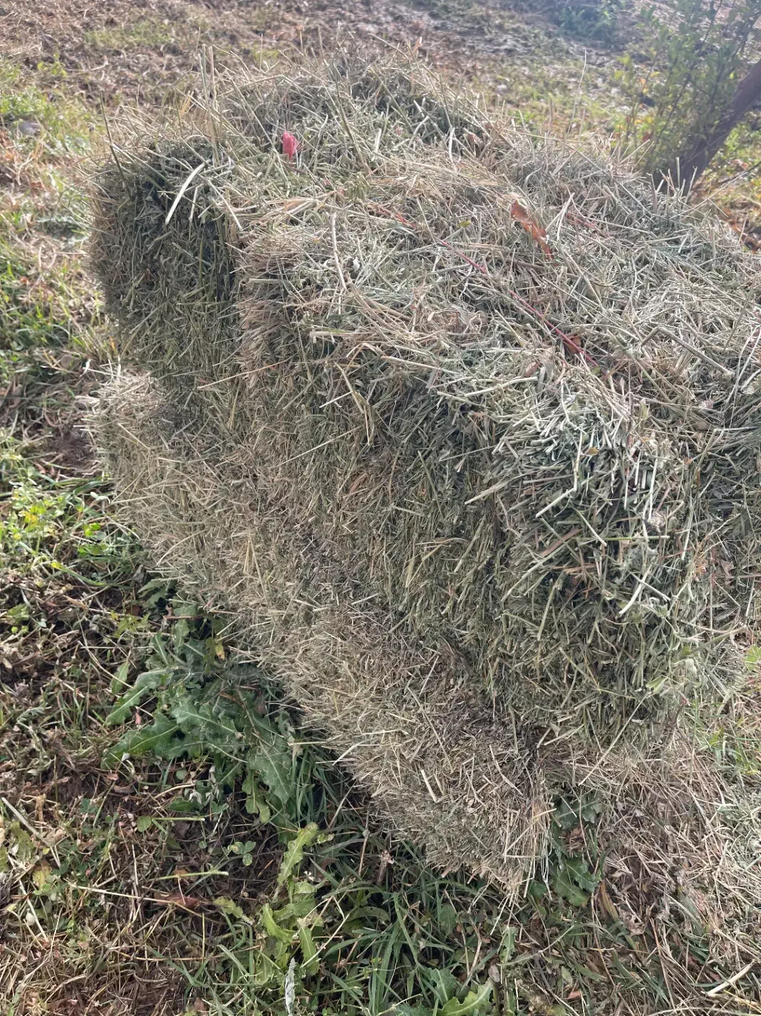 علوفه پشه دوره|لوازم جانبی حیوانات|سراب, |دیوار