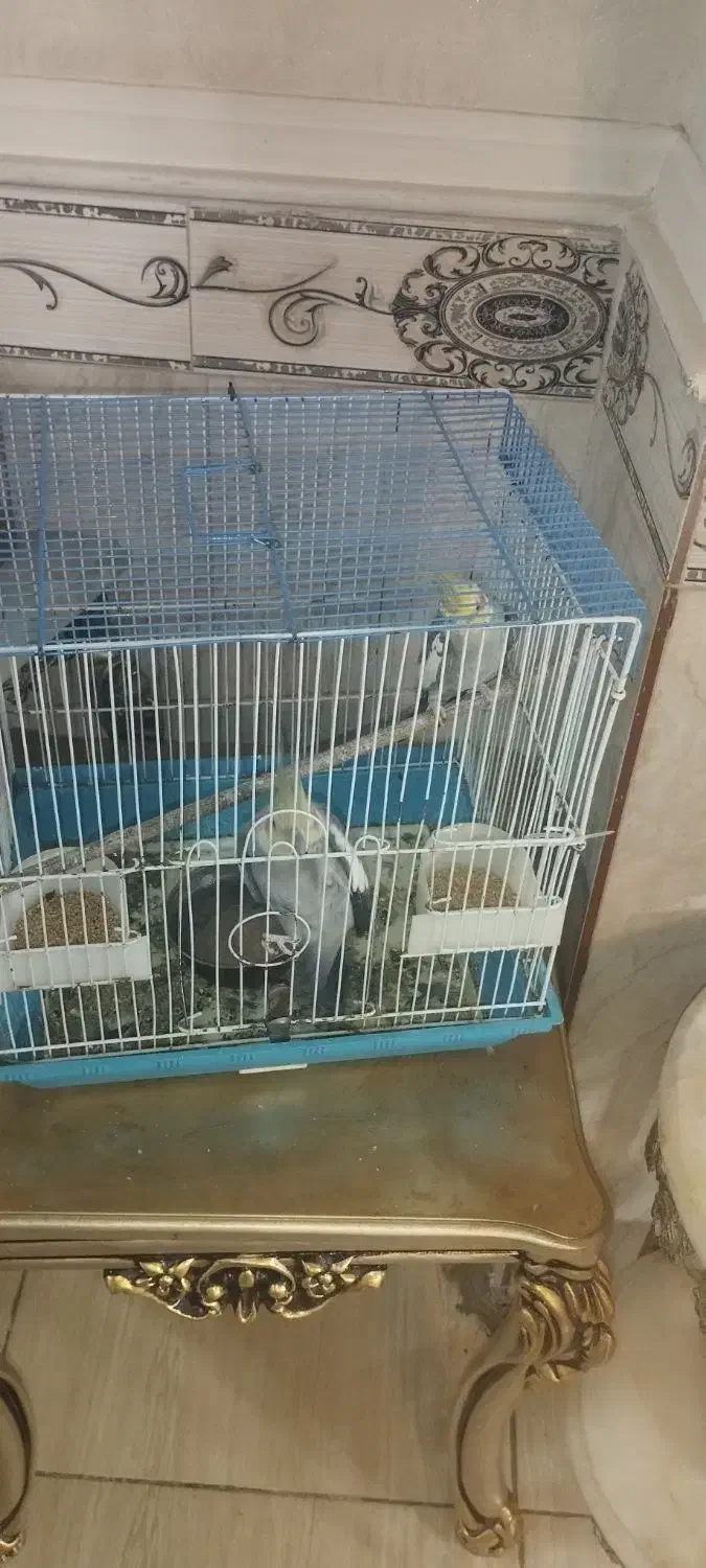 عروس هلندی|پرنده|رباط‌کریم, الارد|دیوار