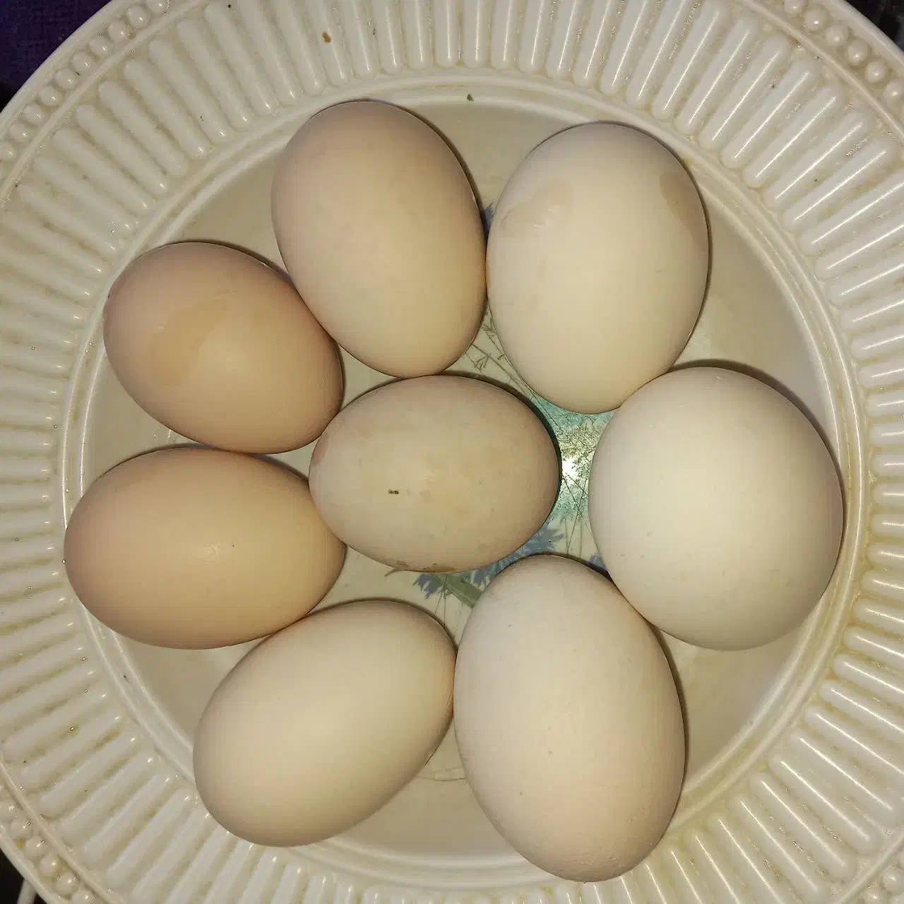 تخم مرغ|خوردنی و آشامیدنی|رشت, حومه رشت|دیوار