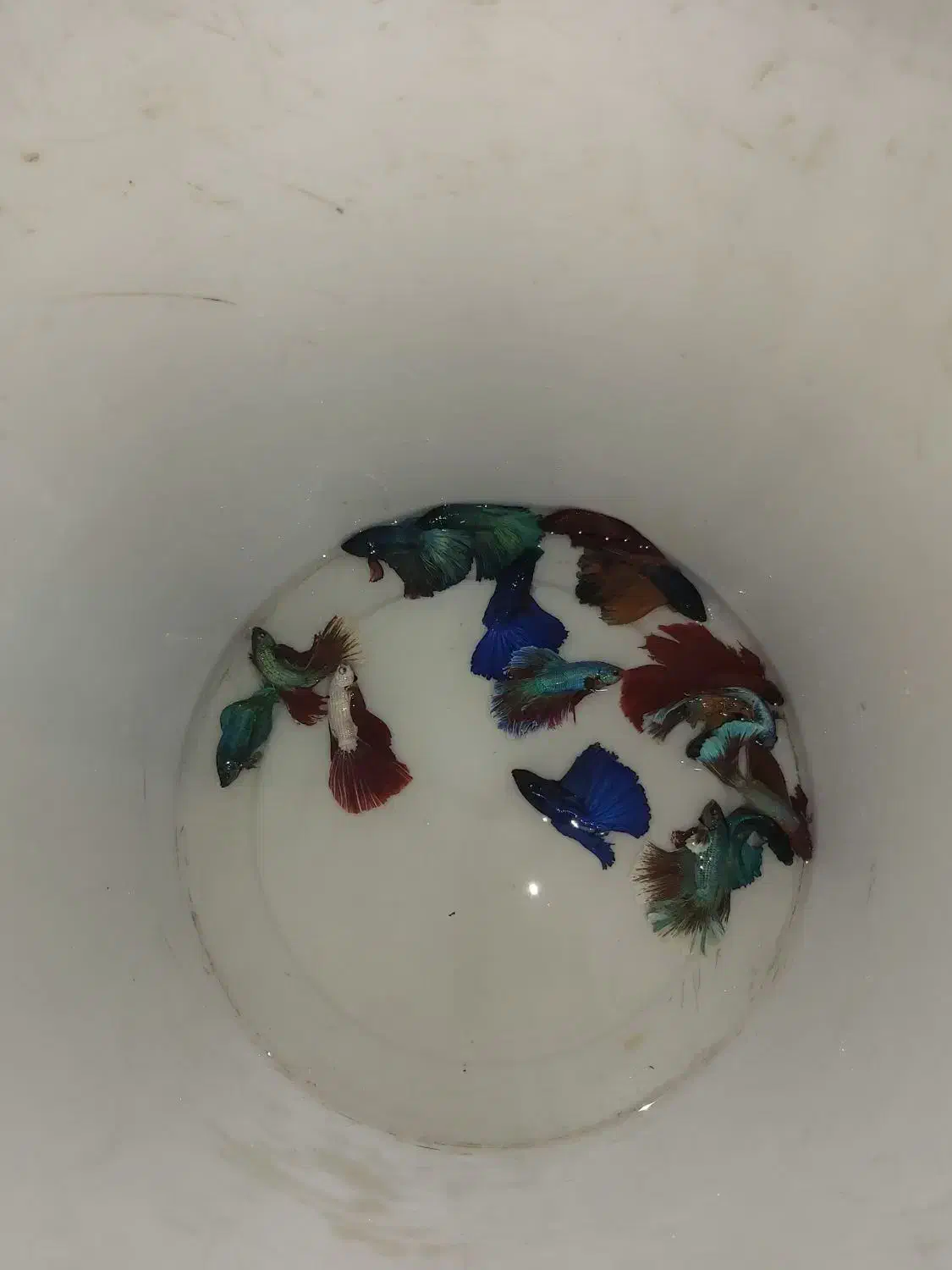 ماهی فایتر|ماهی|کرمان, |دیوار