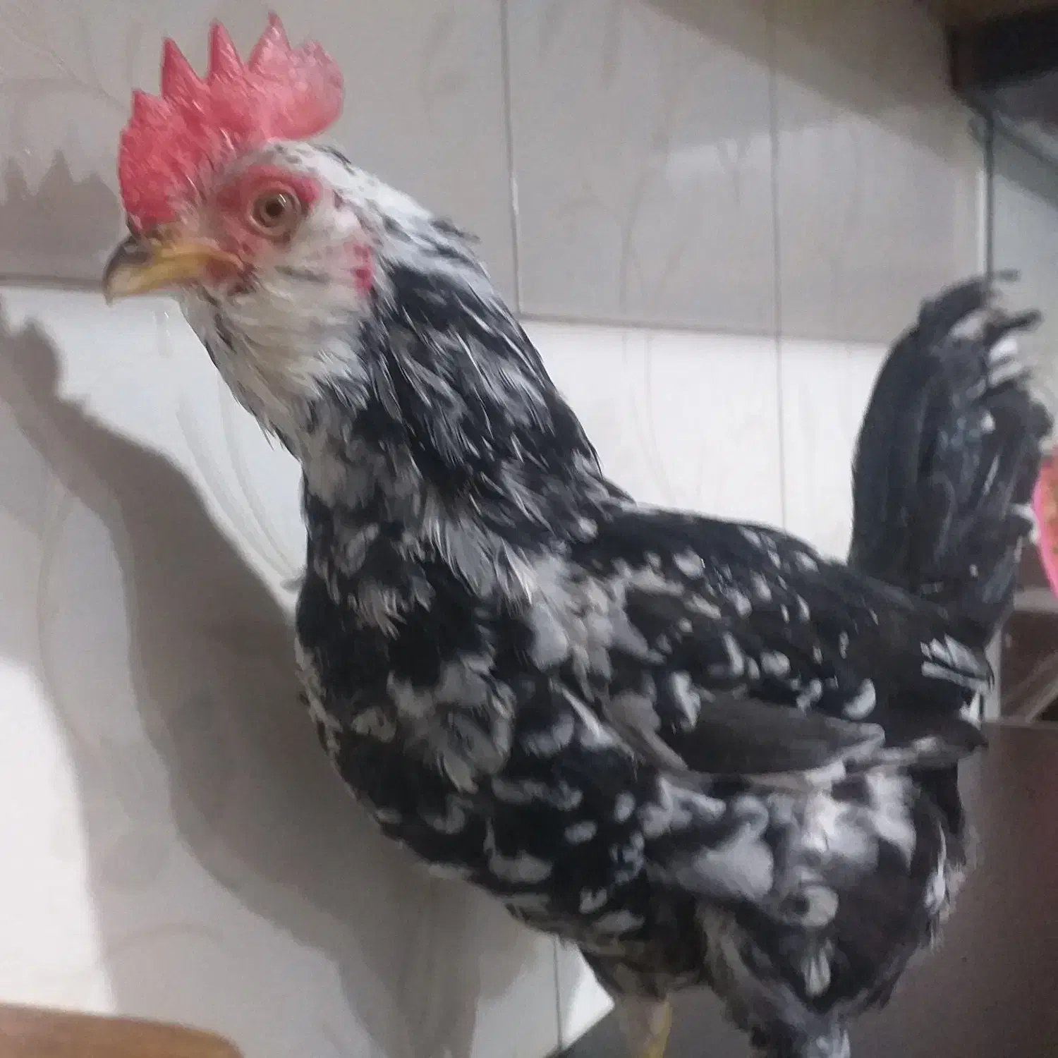 خروس گلین|حیوانات مزرعه|مشکین‌دشت, |دیوار