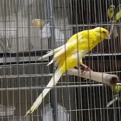 قناری کشیده بلند|پرنده|ری, اقدسیه|دیوار