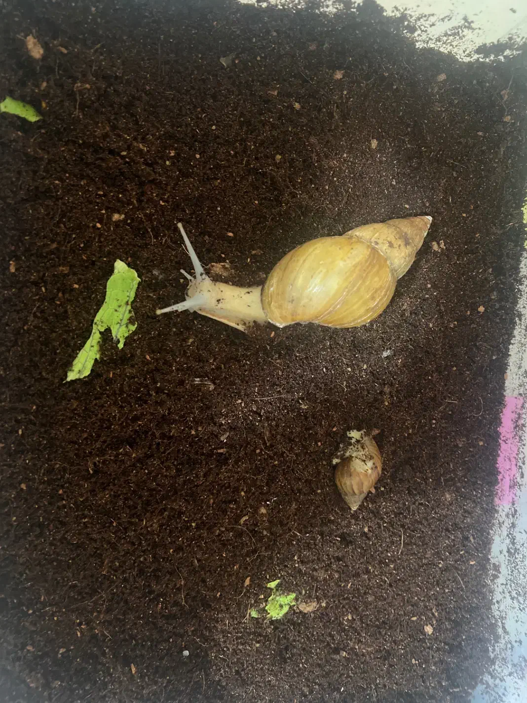 حلزون|خزنده|ارومیه, |دیوار