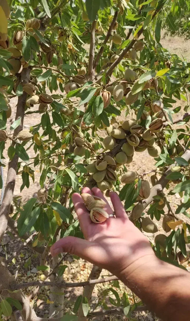 نهال بادام و گردو پربار و زودبازده لیبلدار|خدمات باغبانی و درختکاری|مرودشت, ثبت احوال|دیوار