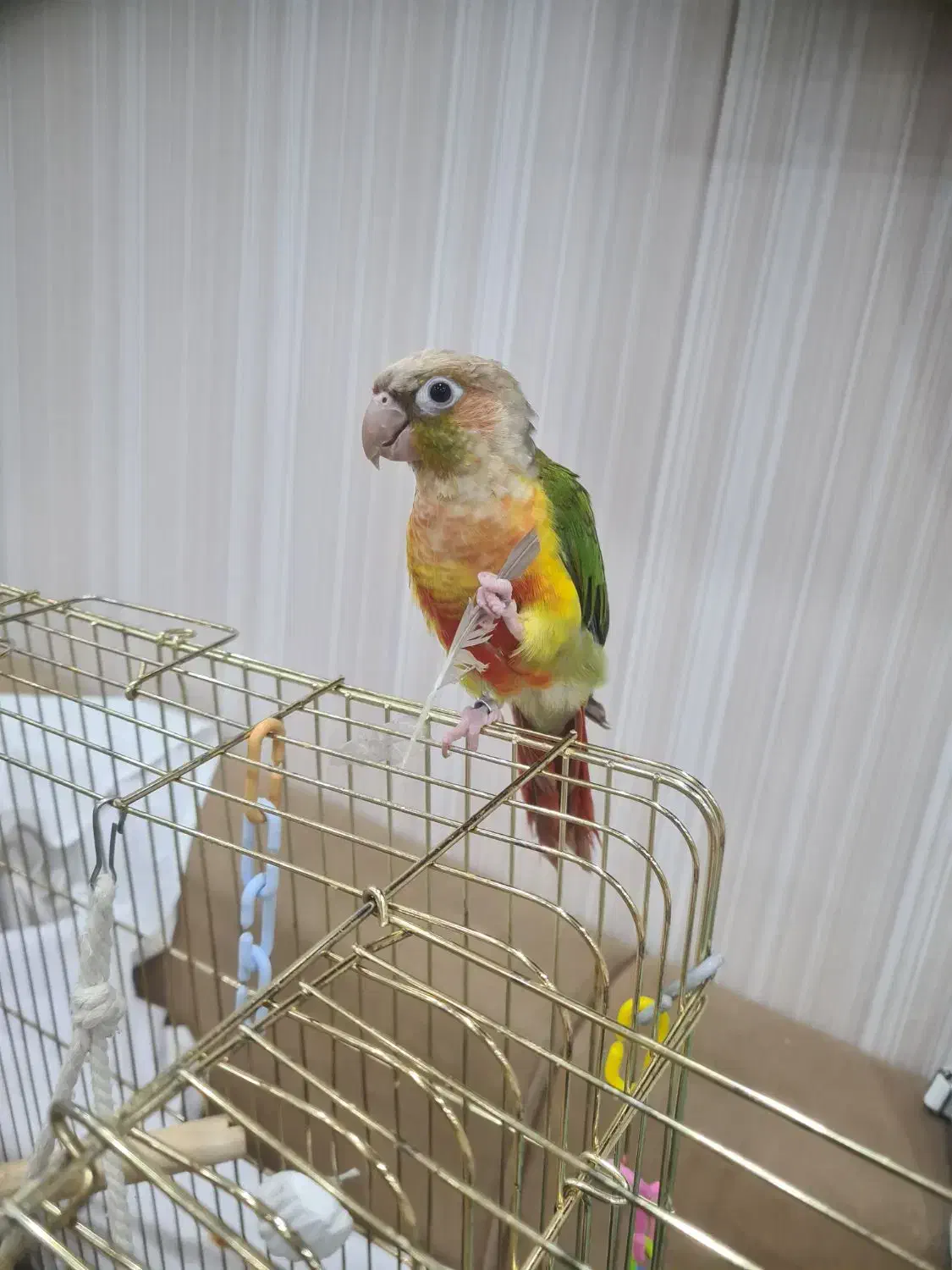 طوطی گمشده|حیوانات|شیراز, نیستان|دیوار