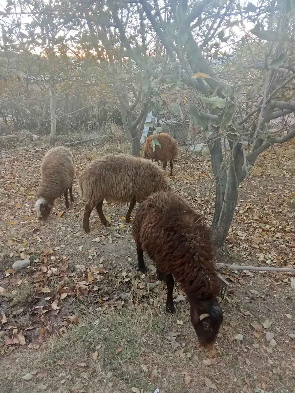 گوسفند نر|حیوانات مزرعه|دینور, |دیوار