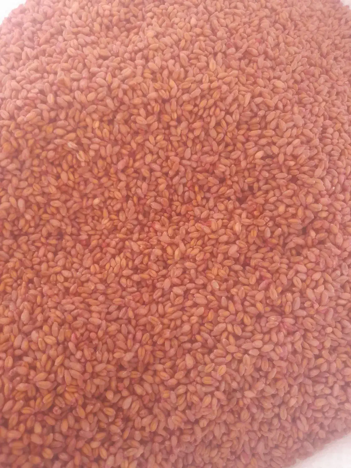 گندم سایسون|خدمات باغبانی و درختکاری|کنگاور, |دیوار