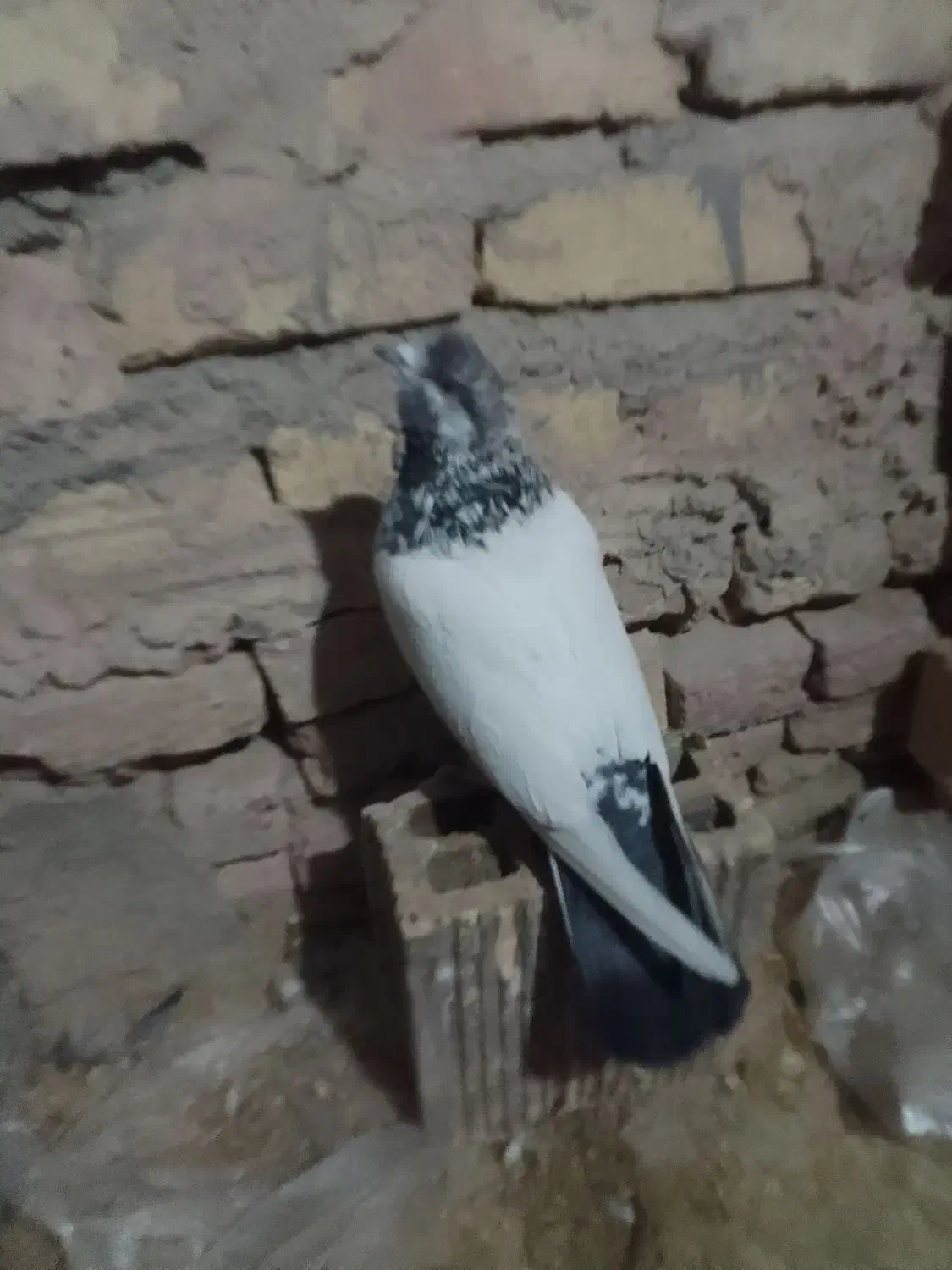 کفتر نر تهرونی کله دمی مور خمینی شهر|پرنده|فولادشهر, فولادشهر|دیوار