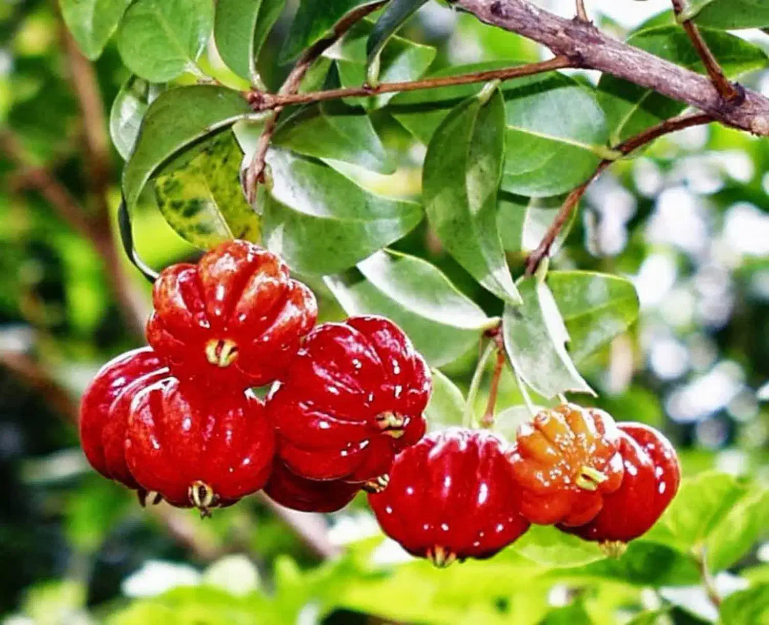 نهالستان و نهال فروشی ایران نهال سجاد همراهی|خدمات باغبانی و درختکاری|خرم‌آباد, |دیوار