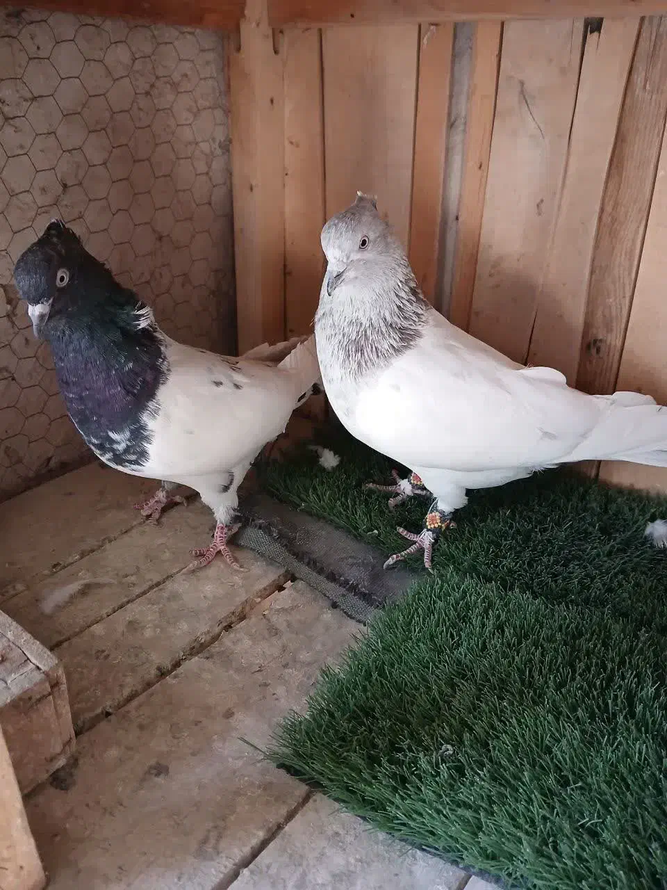 کبوتر کله ای و سرور،هم زمینی هم هوایی|پرنده|تهران, فلسطین (میدان انقلاب)|دیوار