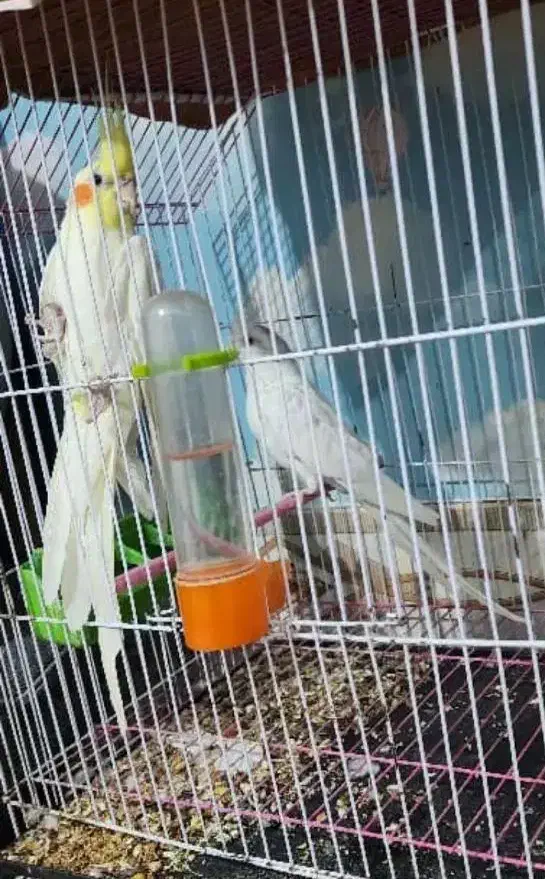 طوطی عروس|پرنده|بندر ماهشهر, |دیوار