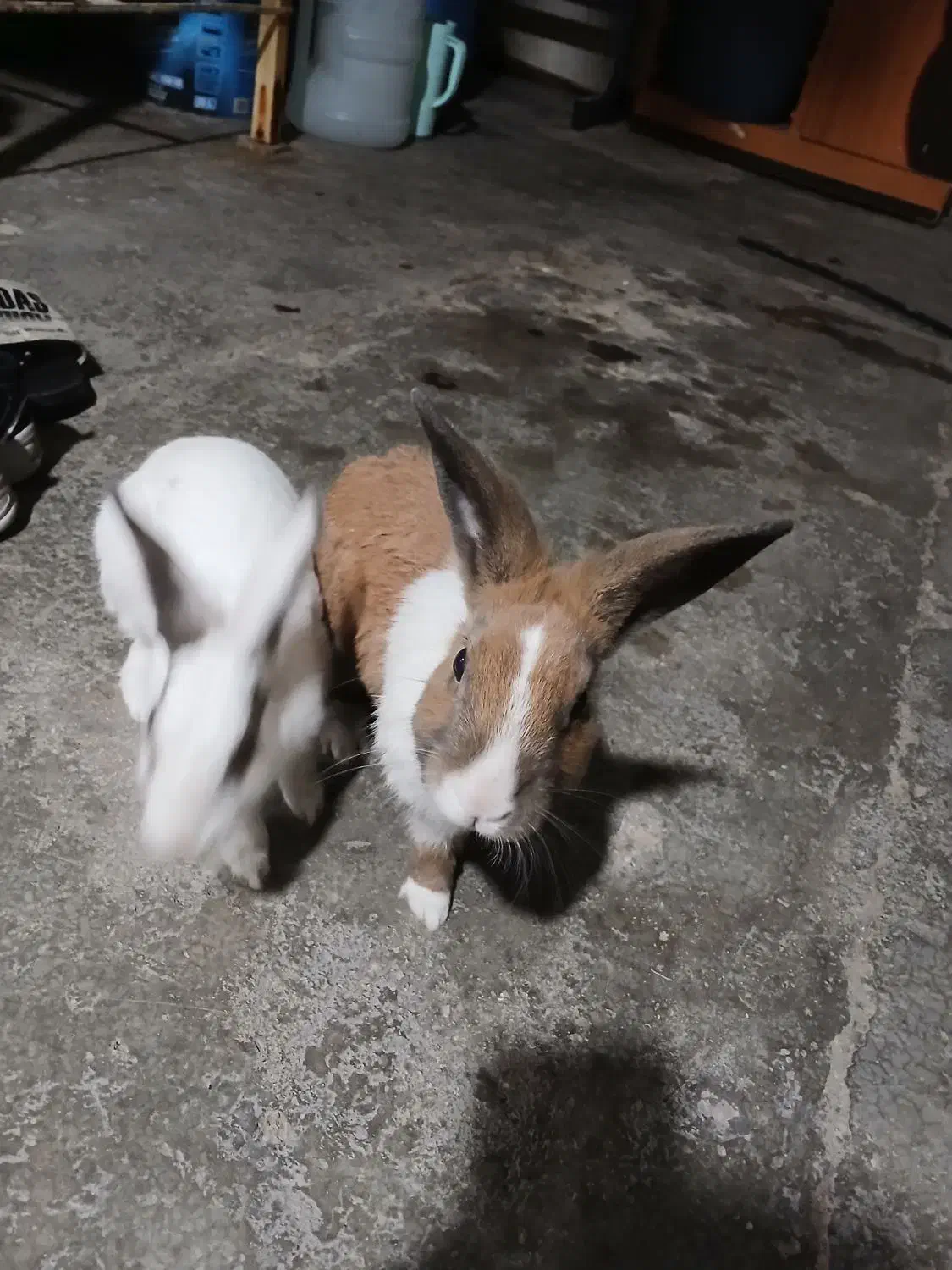 خرگوش خانگی|موش و خرگوش|ایذه, |دیوار