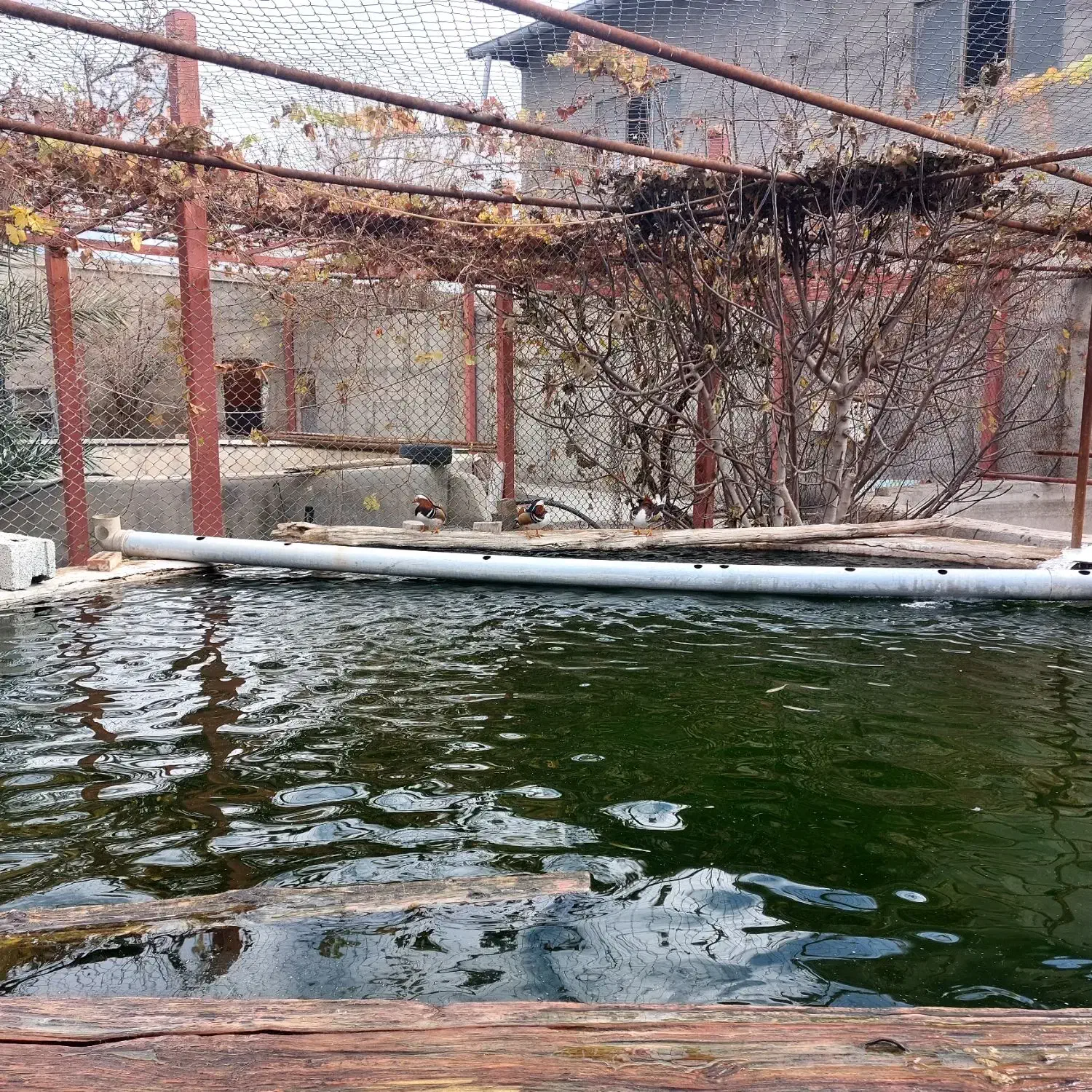 ارودک ماندارین|پرنده|رباطکریم, شهرستانک|دیوار