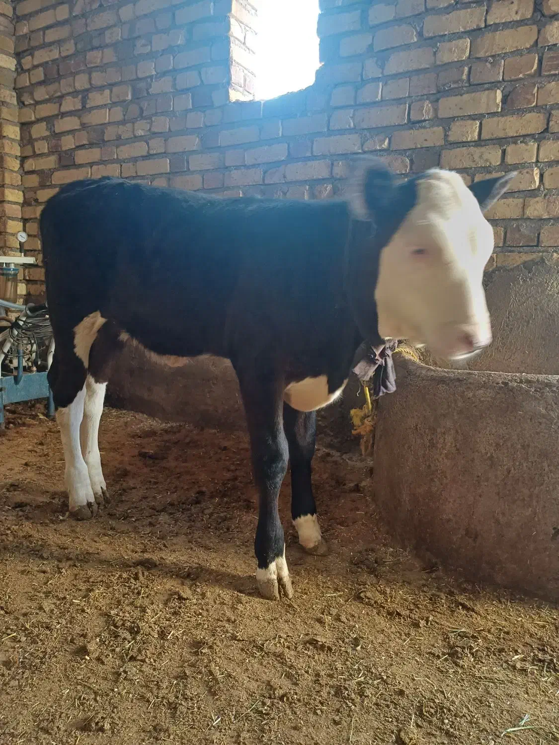 یک عدد گاوشیری|حیوانات مزرعه|قیدار, |دیوار