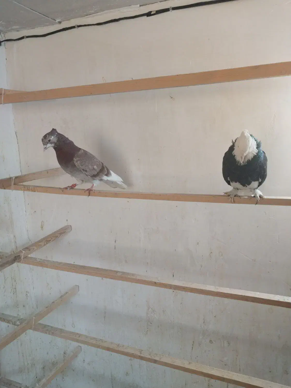 دوتاگرفتنی عالی جفتش ۴۰۰|پرنده|پاکدشت, پاکدشت (مامازند)|دیوار