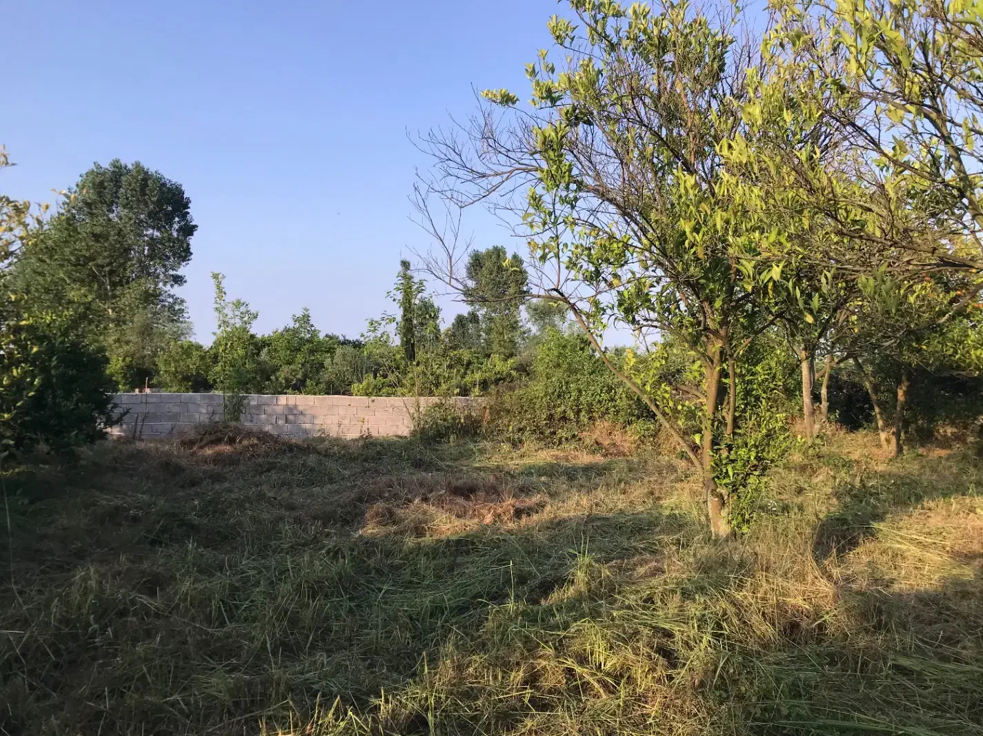 فروش ۹۰۰ متر زمین بافت باغات زیر قیمت|فروش زمین و ملک کلنگی|تنکابن, |دیوار