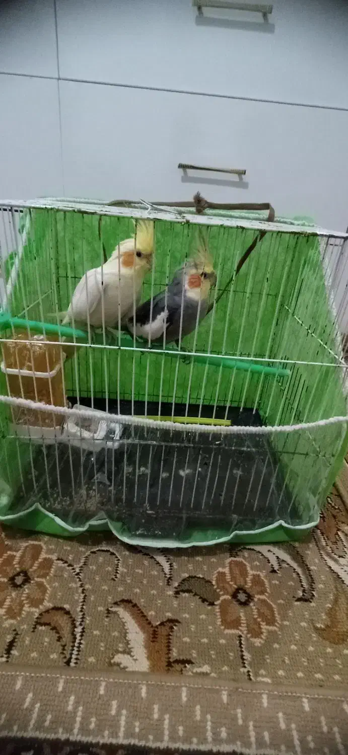 عروس هلندی|پرنده|مشهد, یاس|دیوار