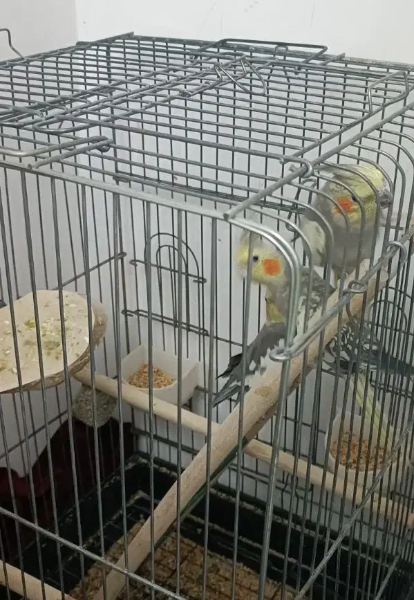 عروس هلندی|پرنده|محمدیه-قزوین, |دیوار