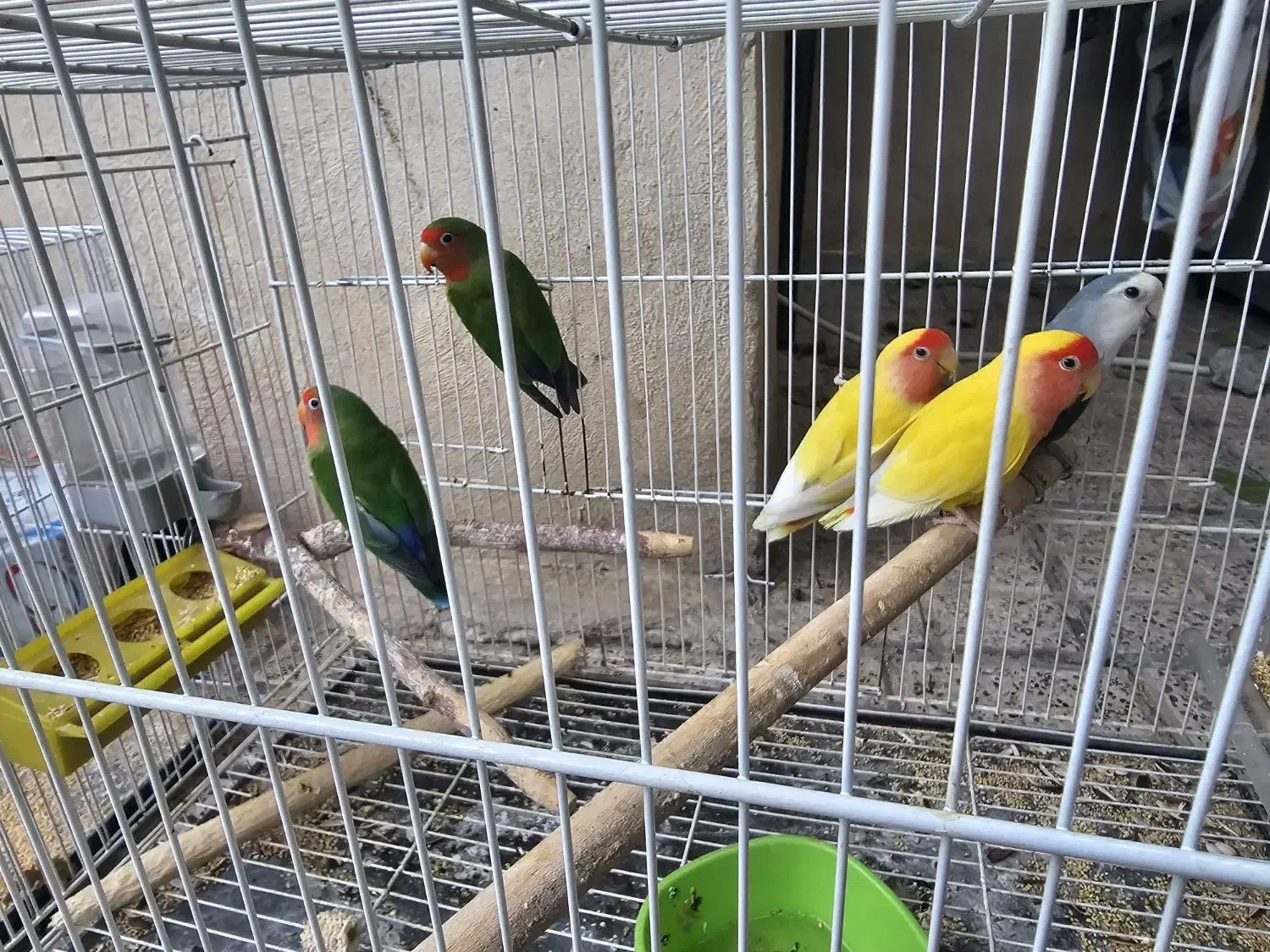 کوتوله و مرغ عشق پروانه ای|پرنده|مشهد, کوشش|دیوار