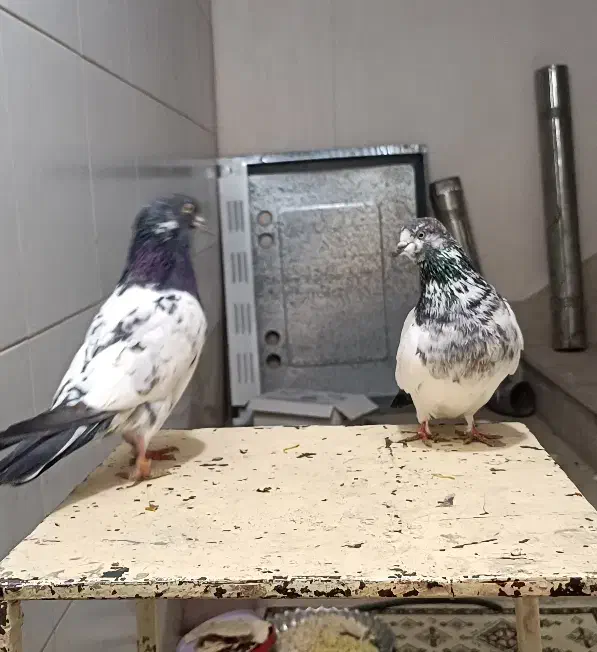 نر و ماده کله دم سبز درجه یک به شرط تخم و جوجه|پرنده|اصفهان, شاهد|دیوار