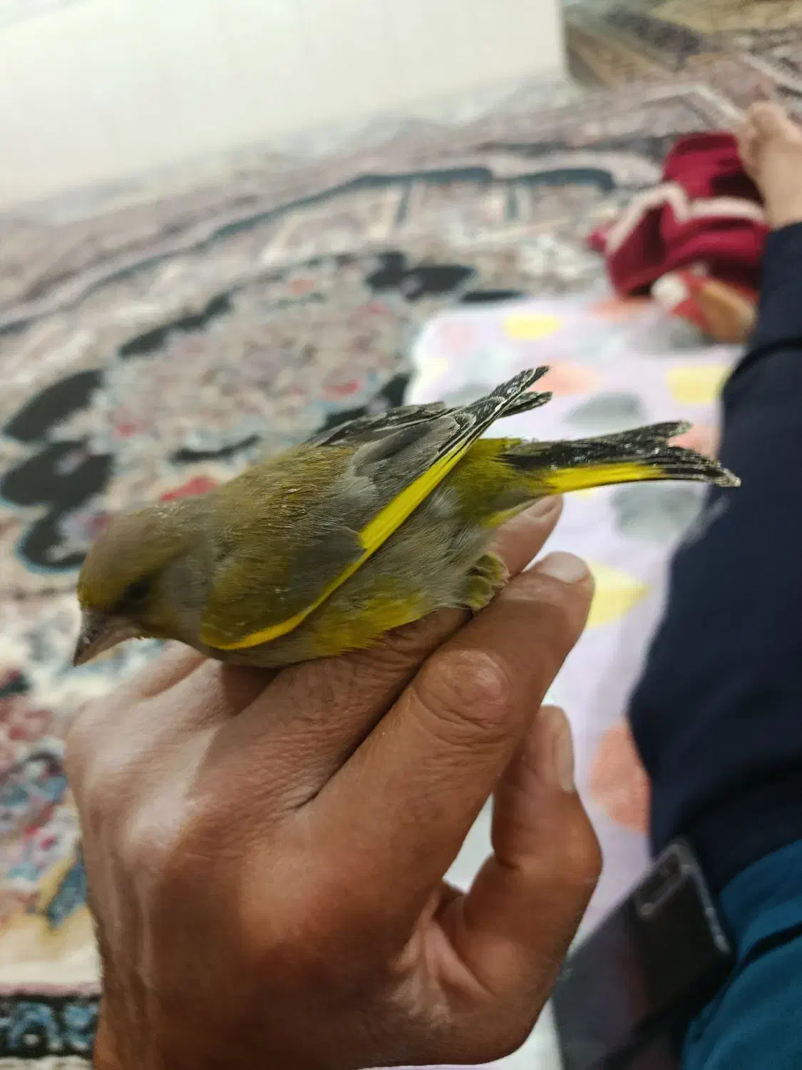 سهره سبز نرسرحال|پرنده|یاسوج, |دیوار