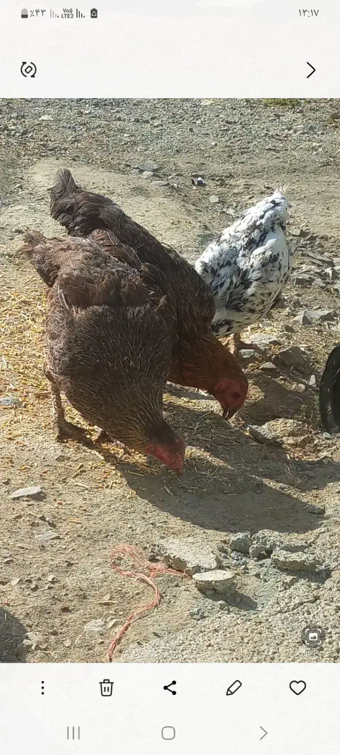 نیمچه خروس و مرغ|حیوانات مزرعه|حسین آباد, |دیوار