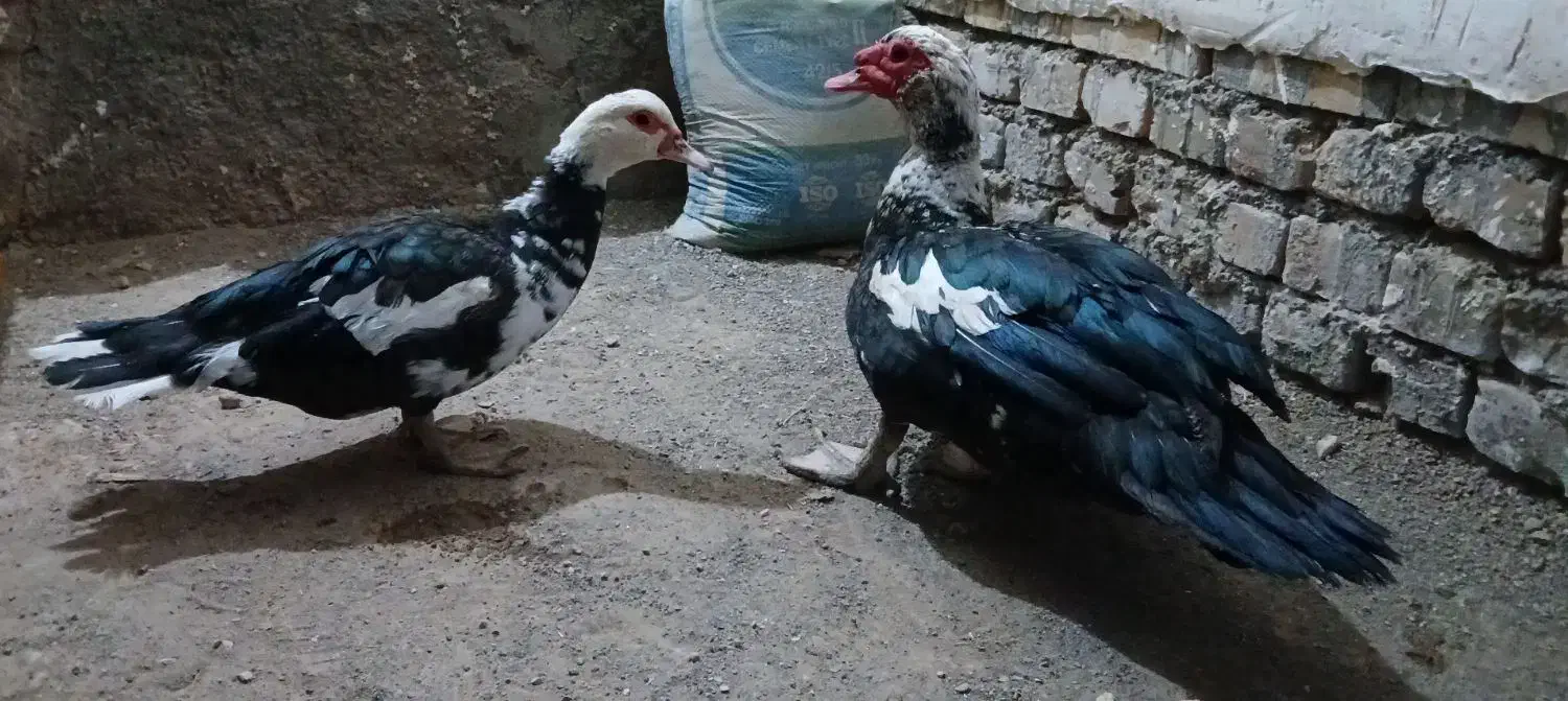 مرغابی مسکویی بالغ|حیوانات مزرعه|سبزوار, کراب|دیوار